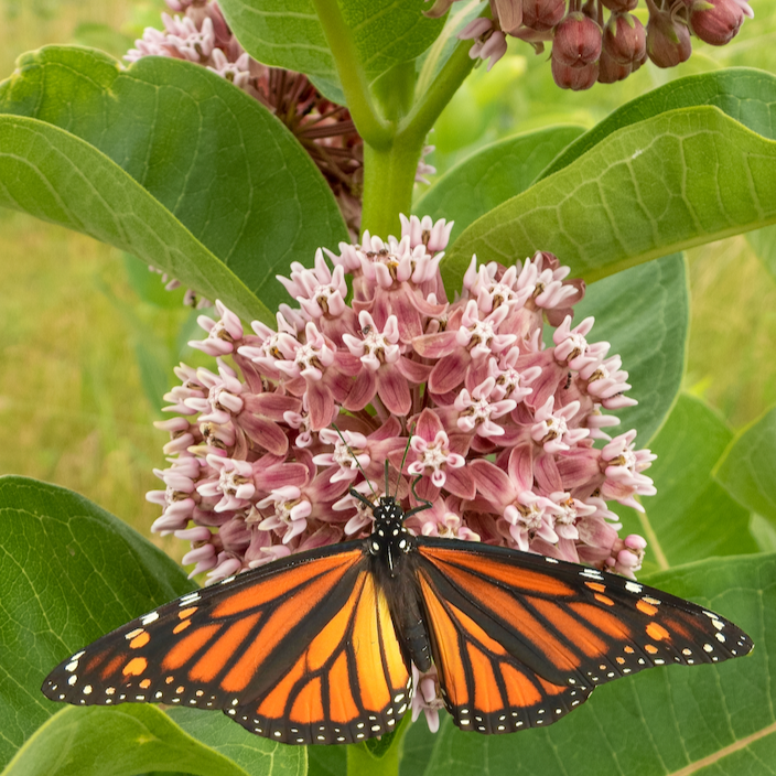 Order fresh Asclepias syriaca Milkweed flower seeds from USA! Essential for supporting monarch butterflies & pollinators! Enhance the biodiversity in your garden.