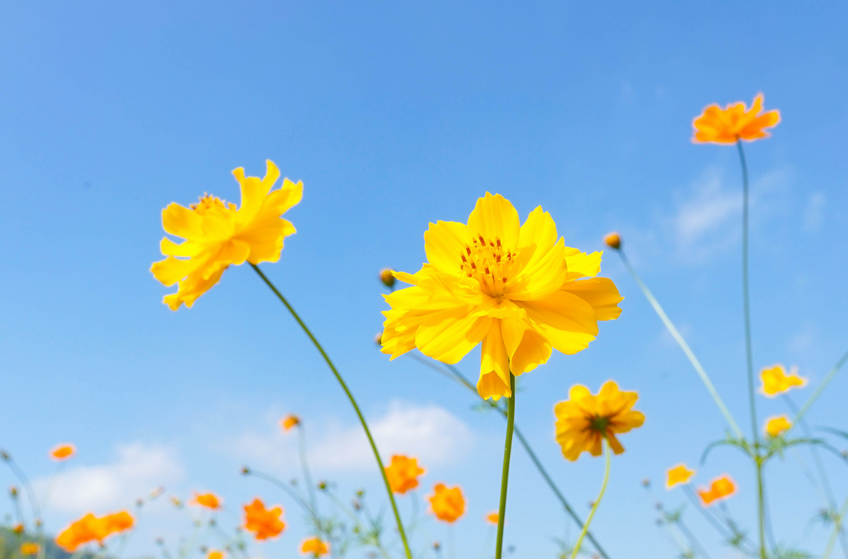 Bright yellow sulphur cosmos flowers blooming in garden with green foliage