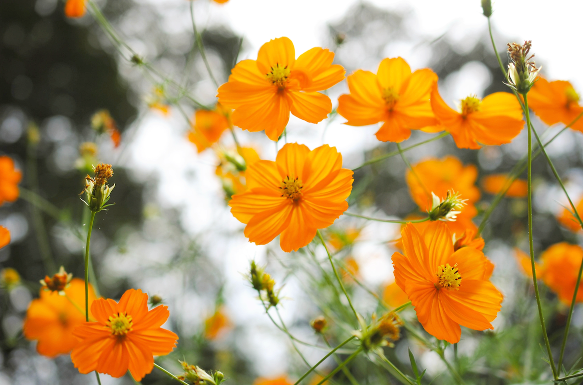 Bright orange sulphur cosmos flowers in a garden with green foliage