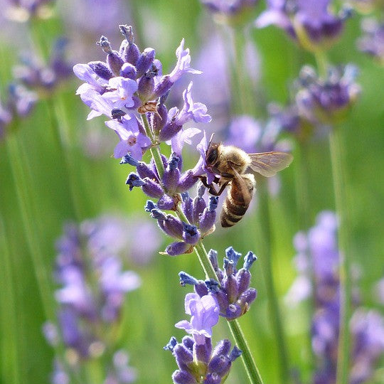 Buy Lavender Vera Seeds Online from USA | Vibrant Purple Flower Seeds