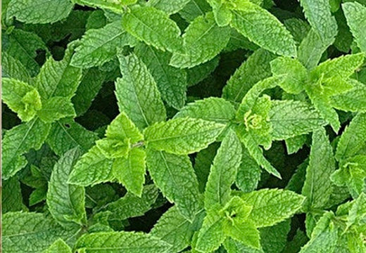 Fresh mint peppermint seeds from SeedsNow, small green seeds ideal for planting and growing aromatic peppermint herbs.