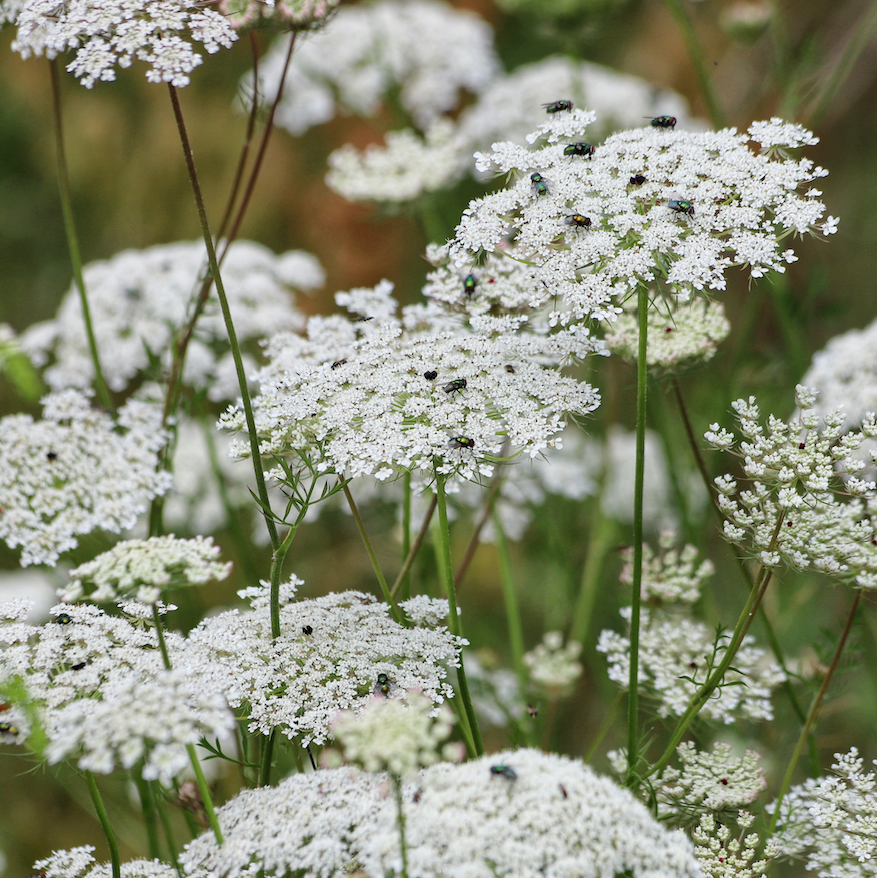 Queen Anne's Lace flower seeds with delicate white blooms of Ammi majus plant