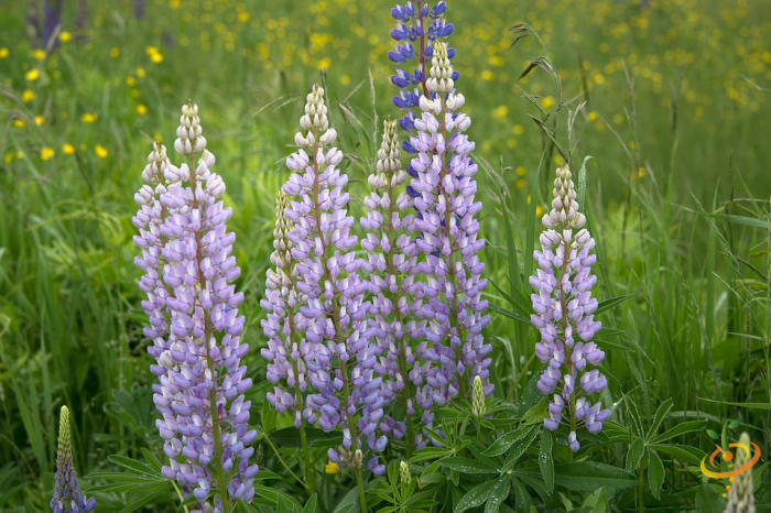 Wildflower mix featuring vibrant lupine flowers from SeedsNow, perfect for garden planting and attracting pollinators.