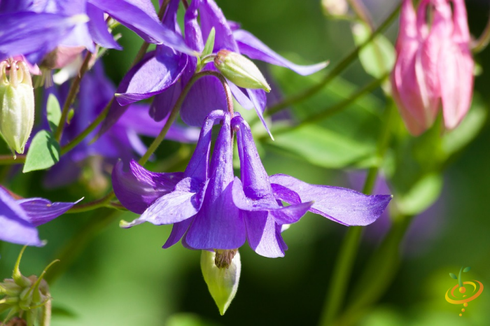 Wildflowers - Partial Shade Scatter Garden Seed Mix