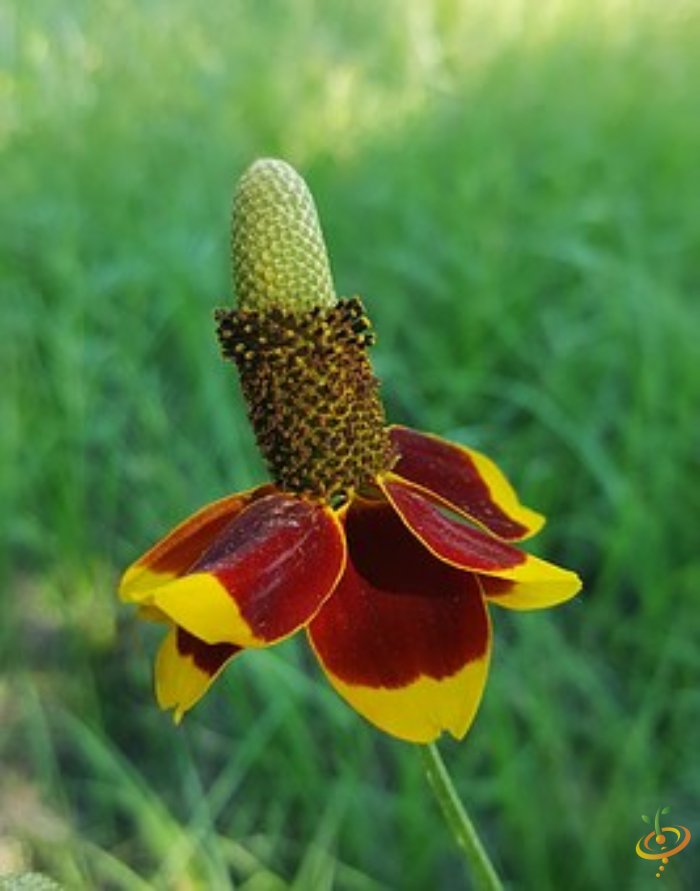 Red Mexican Hat wildflower from SeedsNow's coneflower scatter garden seed mix, showing vibrant petals and green foliage.