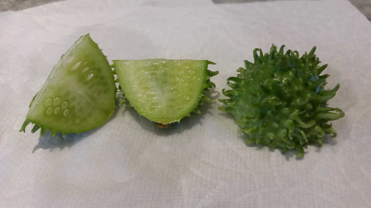 Cucamelon plant with small, green cucumbers resembling tiny watermelons, grown from SeedsNow West Indian Burr Gherkin seeds.