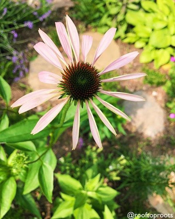 Wildflower mix seed packet featuring coneflower scatter garden seeds from SeedsNow, ideal for creating colorful wildflower gardens.
