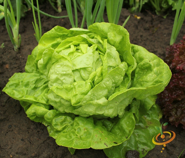 Fresh green Butterhead lettuce growing in garden soil with morning dew droplets