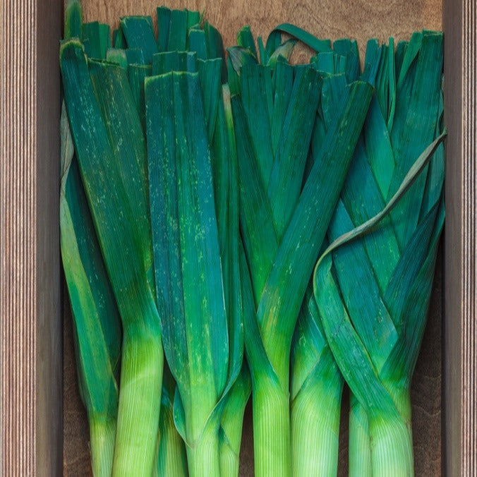 Large American Flag leek seeds from SeedsNow, shown in a close-up image, ready for planting in the garden.