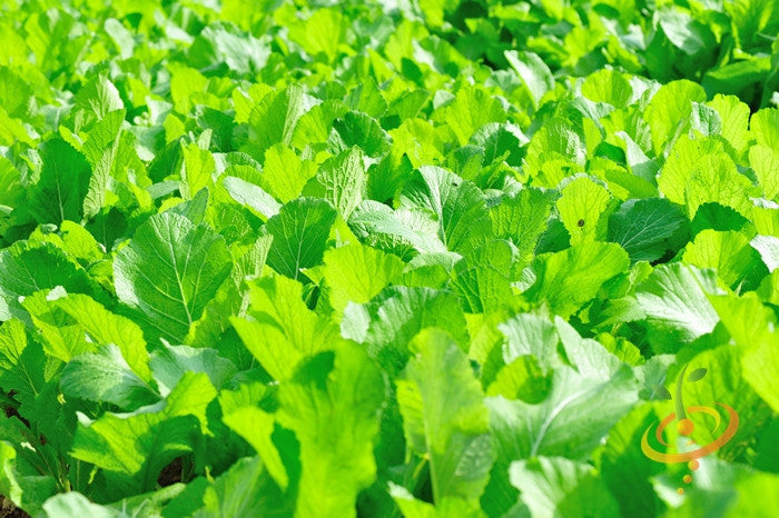 Fresh green mustard greens growing densely outdoors from Mustard - Florida Broadleaf seeds