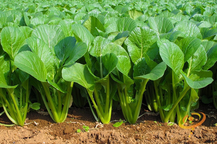Mustard Tendergreen seeds growing green leafy mustard plants in soil