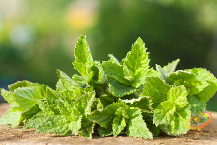 Fresh spearmint seeds from SeedsNow, ready for planting, featuring green mint seed packets and detailed label.