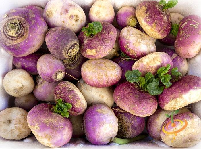Heirloom non-GMO purple top white globe turnips with round roots and fresh greens