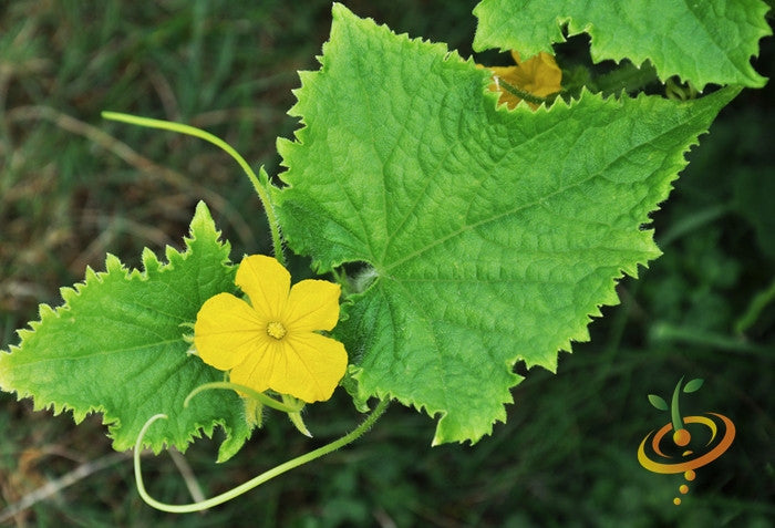 Space Master seeds cucumber plant with yellow flower and green leaves growing in garden