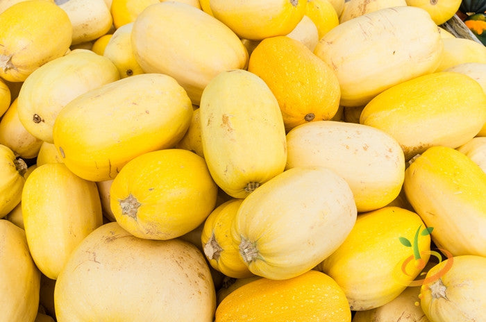 Winter squash Spaghetti seeds from SeedsNow, showing mature green squash with spaghetti-like flesh inside.