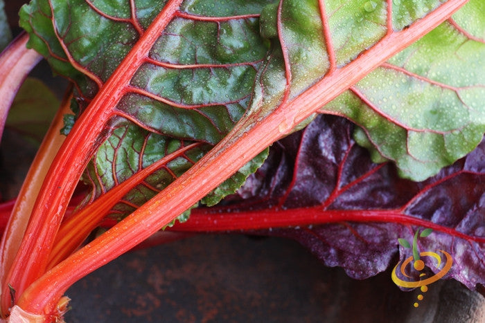 Ruby Red Swiss Chard seeds from SeedsNow, featuring vibrant red stems and dark green leaves, ready for planting.