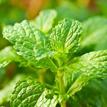 Fresh green spearmint seeds from SeedsNow, ideal for growing mint plants in gardens or containers.