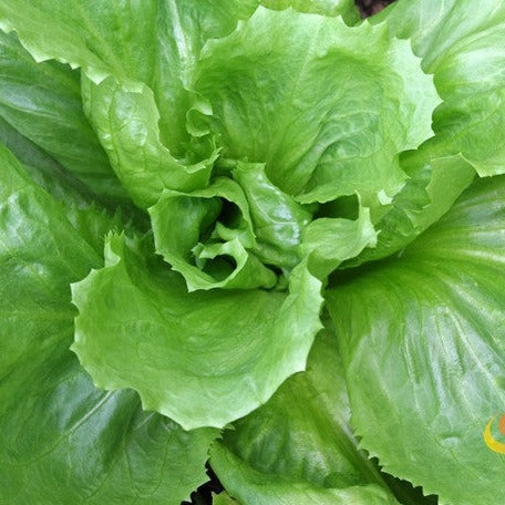 Source for the best high-quality endive seeds to order online in the USA for organic gardens. Open-pollinated OP, USA-quality, Heirloom, NON-GMO organic seeds & more