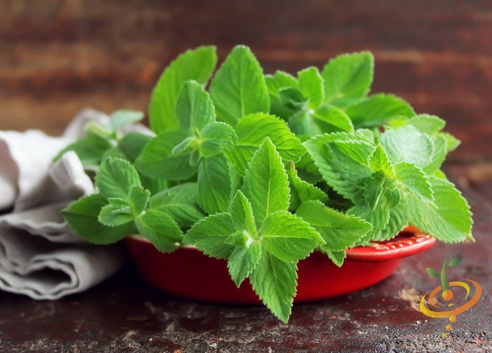 Sprouting spearmint seeds from SeedsNow, fresh green seeds ideal for planting mint herbs in gardens or containers.