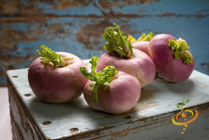 Heirloom non-GMO purple top white globe turnips with green leaves on rustic wooden surface