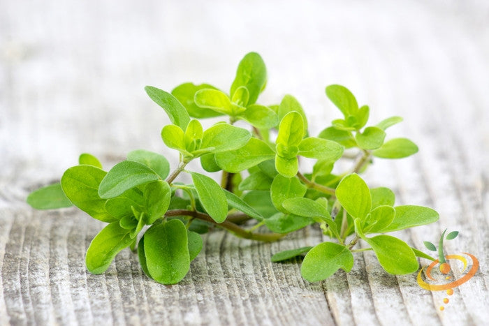 Fresh sweet marjoram seeds from SeedsNow, showing small, oval-shaped seeds ideal for herb gardening.