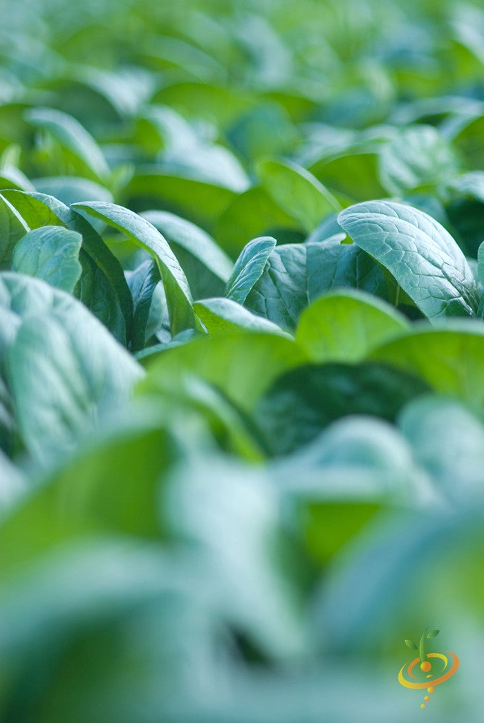 Close-up of green mustard Tendergreen leaves growing densely in a garden