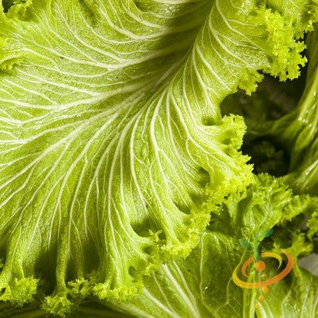 Order Green Wave Mustard seeds for sale online from USA. Perfect for salads, cold tolerance, and home gardens, with 45-day maturity and easy growth for fresh greens.