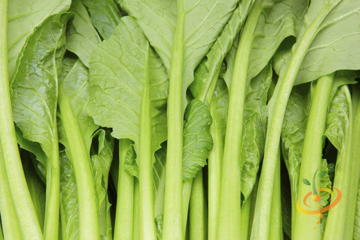 Fresh green mustard tendergreen leaves close-up for seeds planting