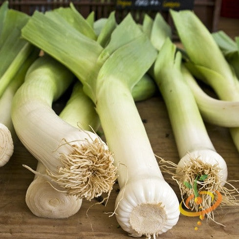 Buy high-quality Carentan Leek seeds for sale online from the USA now!