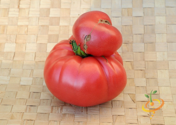 Pink Brandywine Tomato with potato-leaf foliage on woven mat background