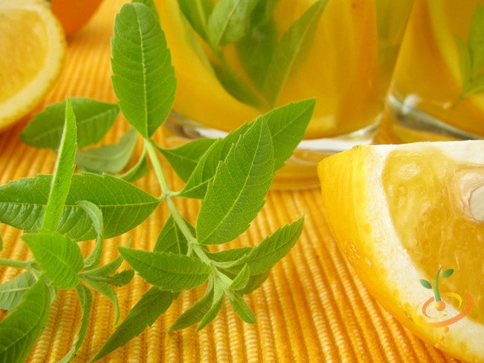 Fresh mint leaves with lemon seeds on a white background, showcasing SeedsNow mint herb and lemon seed details.