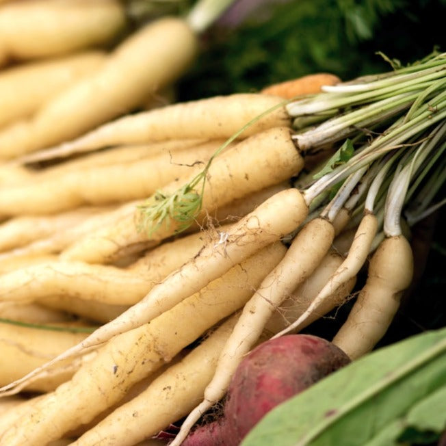 Shop for White Lunar Carrot seeds to order online in the USA. Creamy white flesh. Open-pollinated OP, USA-quality, Heirloom, NON-GMO organic garden seeds & more!