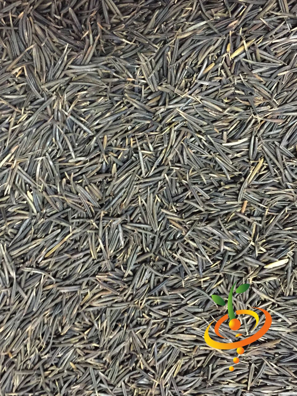 Fresh Chervil (French Parsley) seeds by SeedsNow, showing vibrant seeds ready for planting in a natural setting.