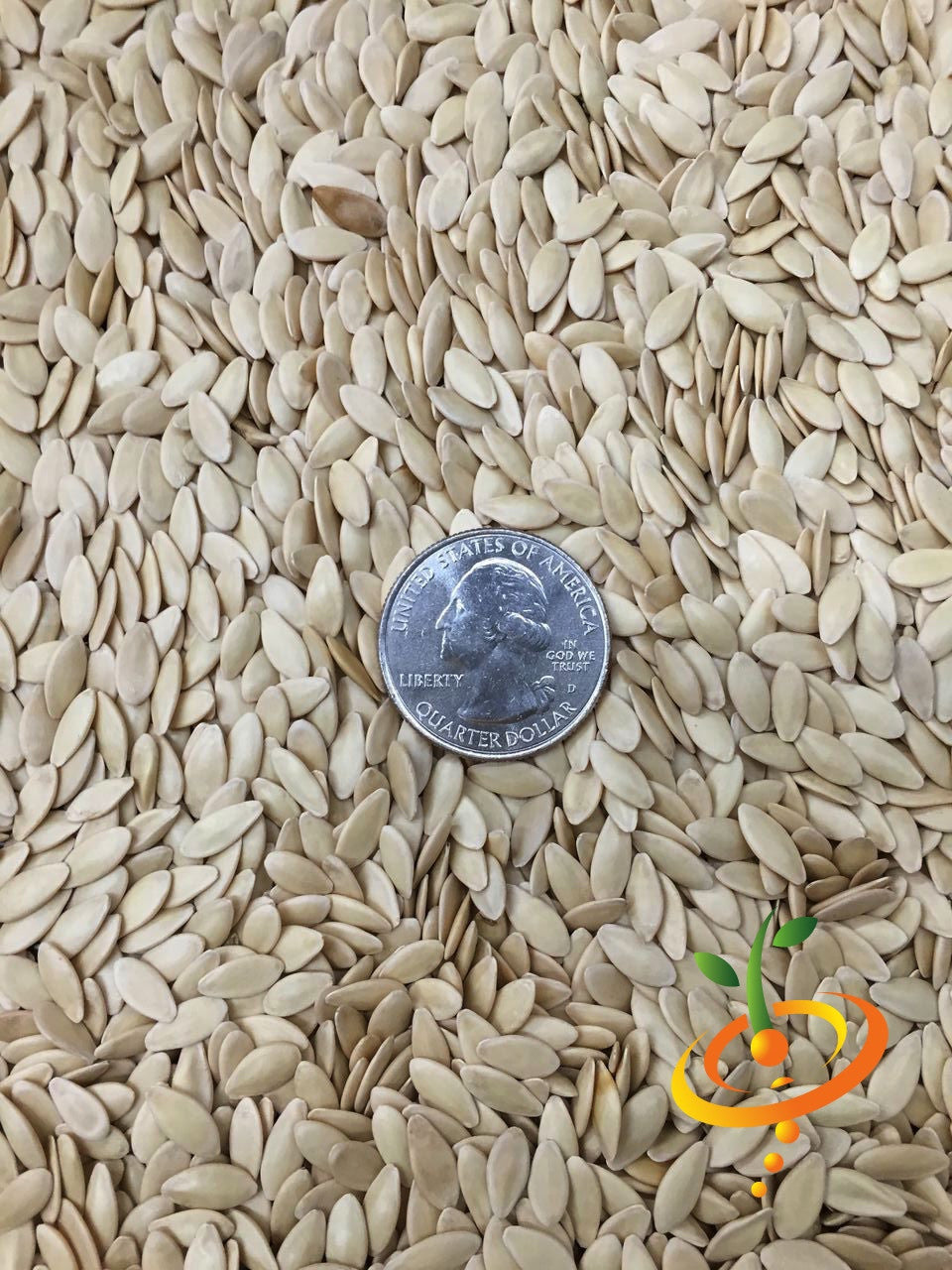 Close-up of Cucumber Straight 8 seeds with a quarter coin for size comparison