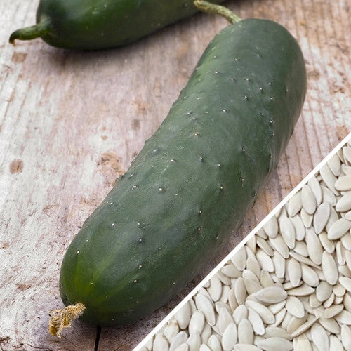 Order Straight Eight Cucumber seeds online from the USA. Flavorful harvests in only 60 days! Open-pollinated USA-quality, Heirloom, NON-GMO organic seeds & more!