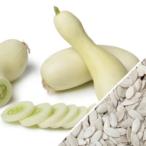 White Wonder seeds with rare white heirloom cucumbers and cucumber slices