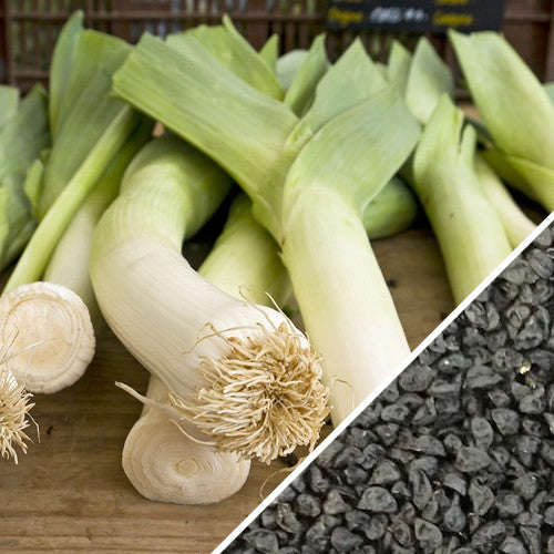 Fresh leeks with green leaves and white bottoms alongside close-up of black leek seeds
