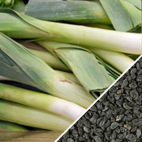 Buy high-quality Giant Musselburgh Leek seeds online from the USA now!