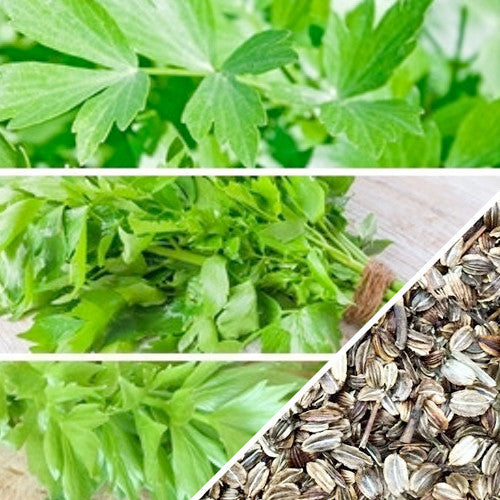 Buy Lovage herb seeds online from the USA now! Levisticum officinale