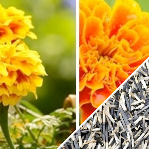 Marigold Crackerjack Mix flower seeds from SeedsNow, showing vibrant mixed marigold seed packets for garden planting.