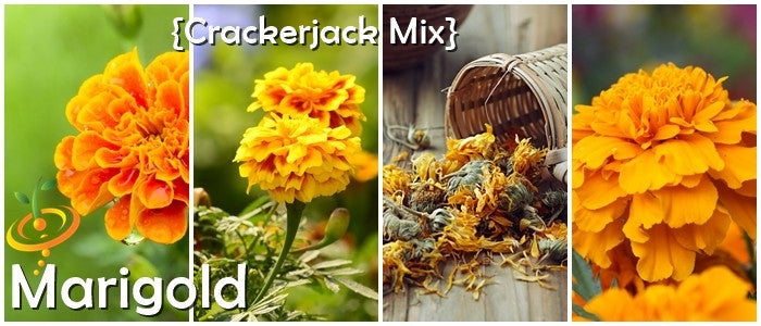 Marigold Crackerjack Mix flower seeds by SeedsNow, showing vibrant orange and yellow marigold blooms and seed packet.