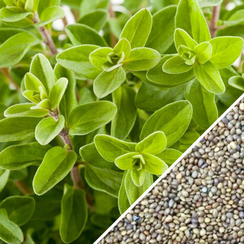 Close-up of SeedsNow sweet marjoram seeds in a small packet, showing tiny, round seeds used for herb planting.
