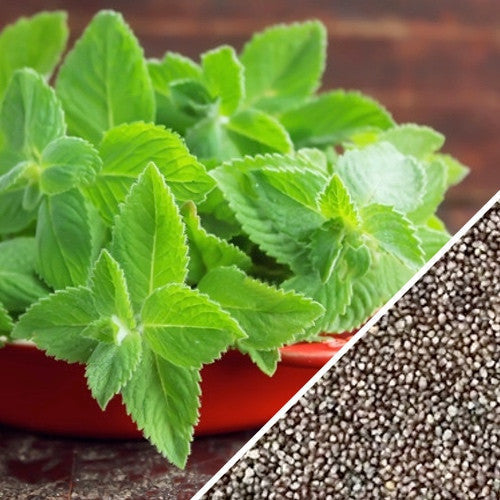 Fresh spearmint seeds from SeedsNow, shown in small green seed packets, ideal for planting and growing mint at home.