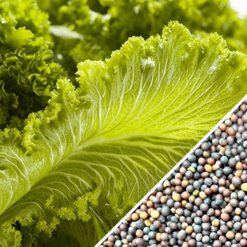 Green Wave mustard seeds from SeedsNow, close-up of vibrant yellow-green mustard seed grains.