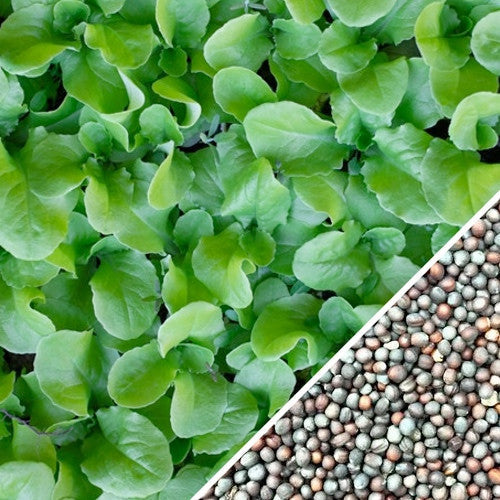 Close-up of vibrant green mustard Tendergreen leaves with inset image of mustard seeds