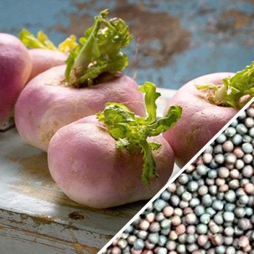 Purple Top White Globe turnips with purple tops and fresh green leaves alongside close-up of multicolored seeds