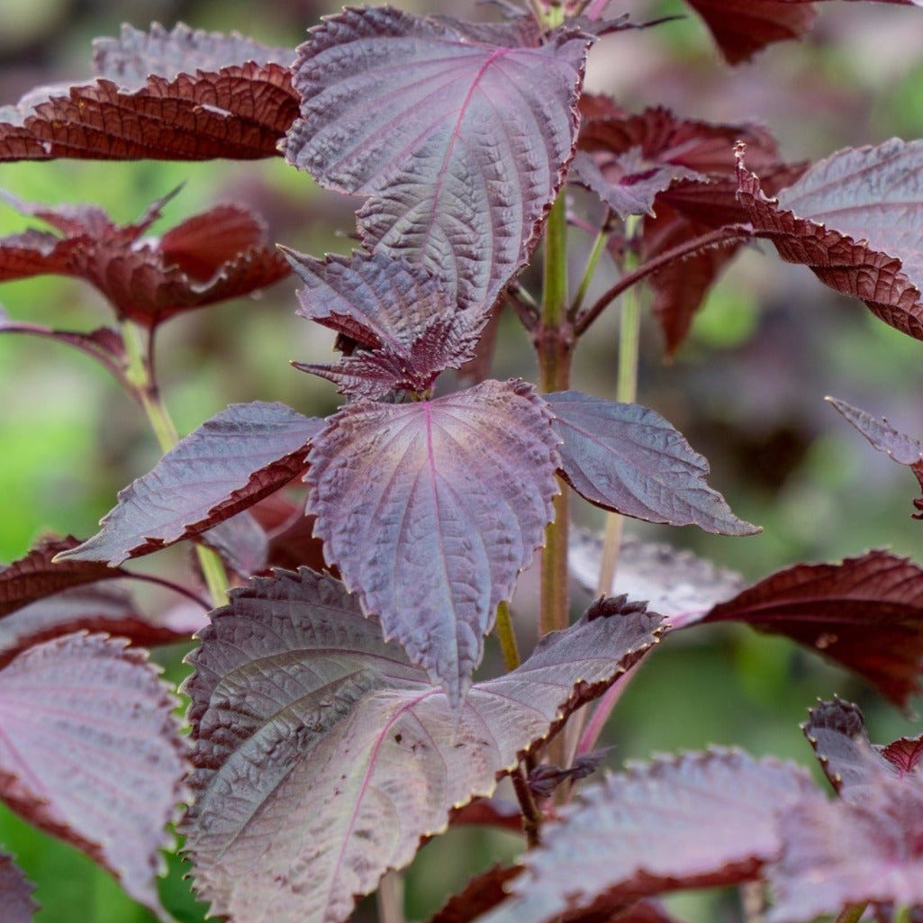 Close-up of deep purple serrated Shiso Red Perilla Leaf Japanese Basil plant leaves in natural light