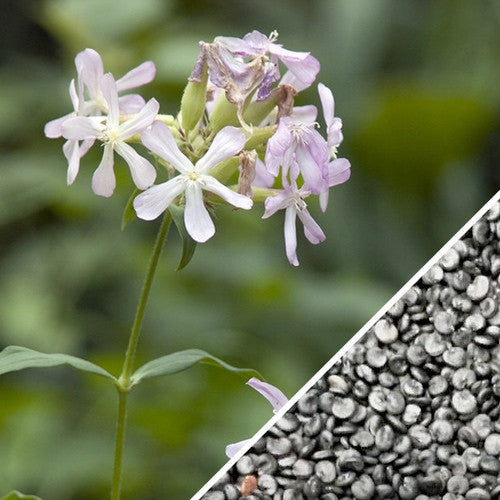 Order Soapwort Saponaria officinalis flower seeds online from USA to grow a charming perennial. Pink and white blooms, known for its historical and practical uses.