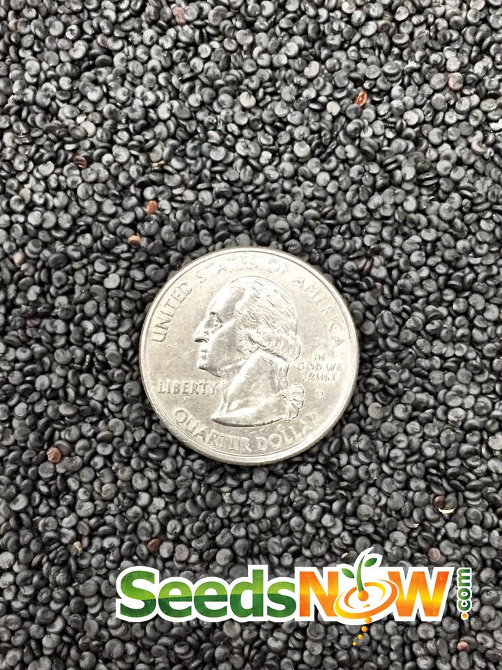 Soapwort flower seeds from SeedsNow, showing small green seed packets with images of soapwort flowers and plant details.