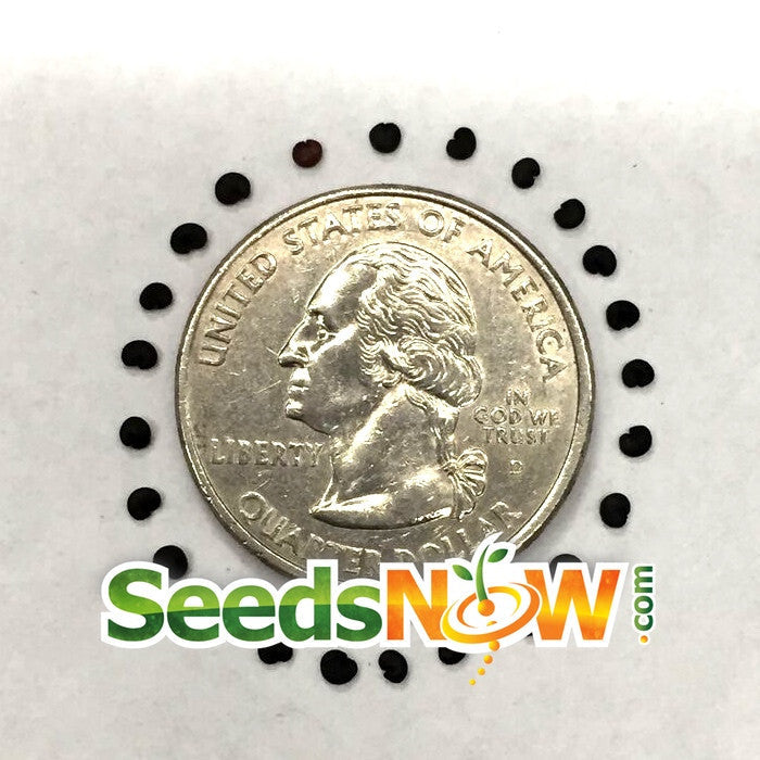 Soapwort flower seeds from SeedsNow, showing small packets of Soapwort (Saponaria) seeds ready for planting.